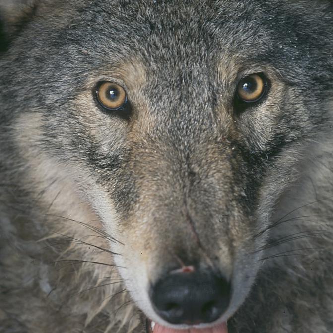 Susi katsoo kameraan.