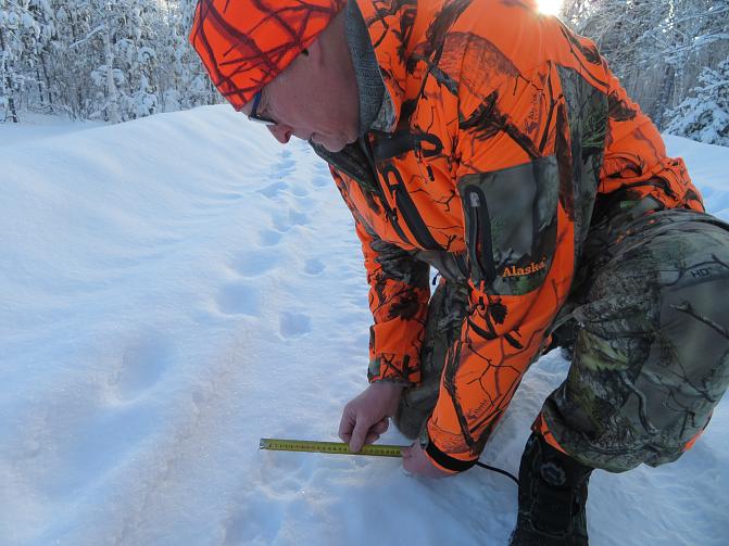 En person mäter bredden på vargspåret.