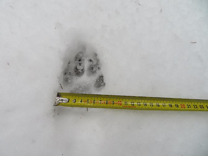En vargspår i snön med ett måttband ovanpå.