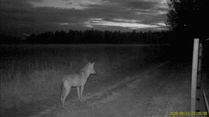 Susi riistakamerakuvassa petoaidan ulkopuolella.