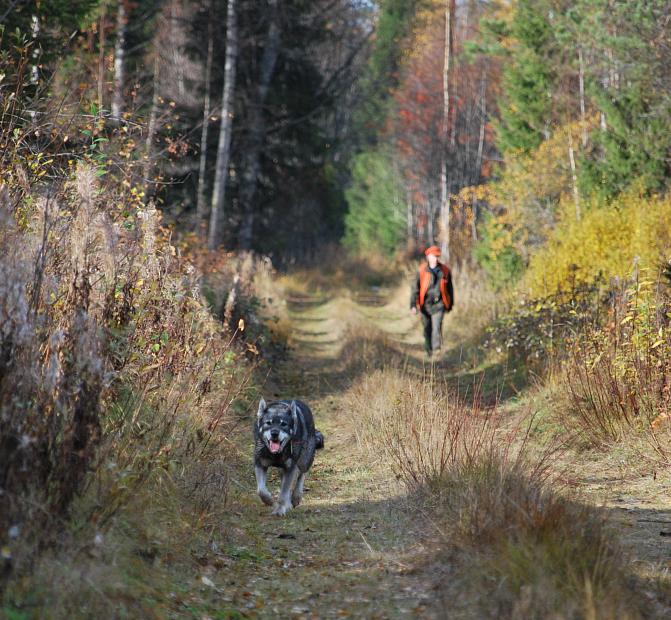 En norsk älghund grå springer längs skogsvägen och bakom går en jägare klädd i orange.