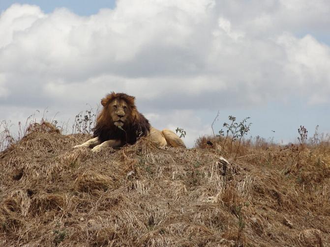 A lion laying on a hill.