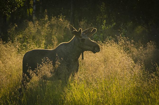 A moose in a meadow.