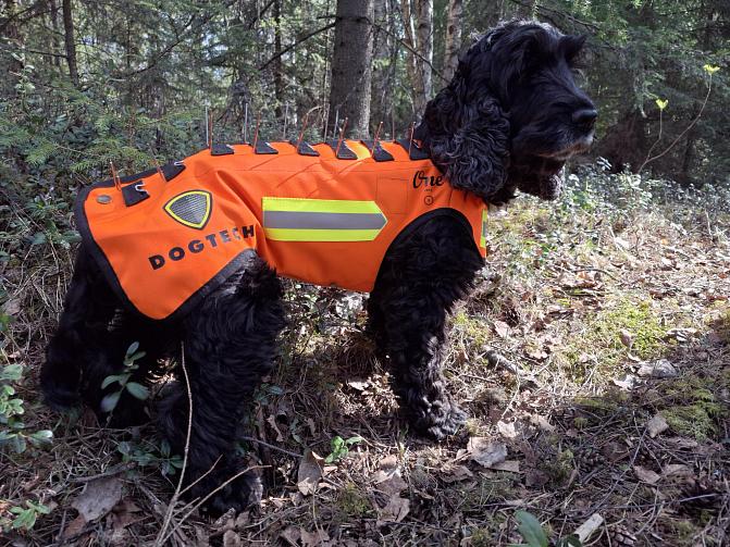 Cockerspanieln bär en orange skyddsväst av styvt material med stålpiggar på ryggen.