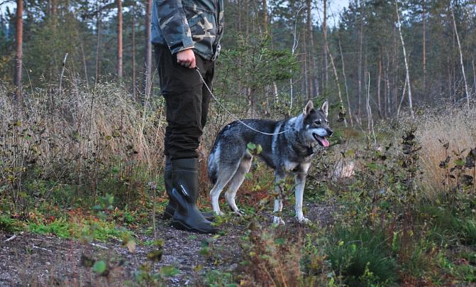 Jakthunden står kopplad vid sin ägares sida vid skogsbrynet och tittar framåt uppmärksamt.