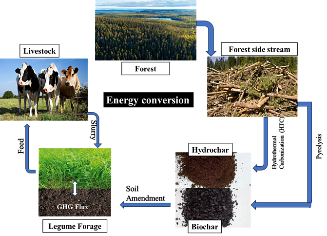 Energy Conversion Between Ecosystems: The Role of Biochar and Hydrochar in Legume Grasslands