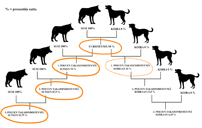 taulukko suden ja koiran risteymistä