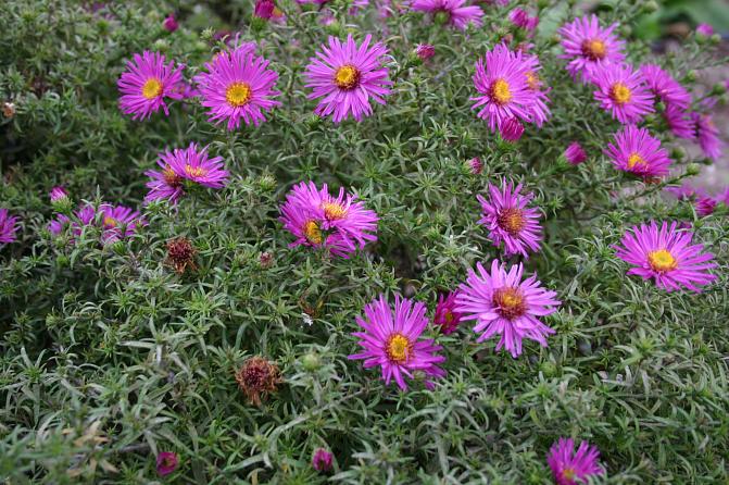 Reunusasteri Saarenmaa