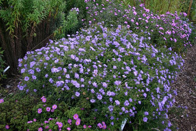 Reunusasteri 'Seija'