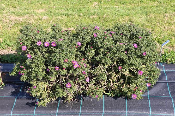 Reunusasteri Saarenmaa