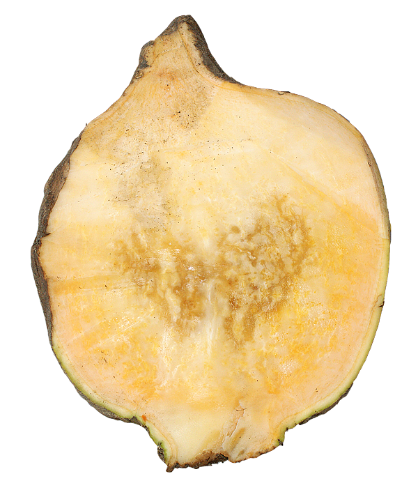 Hjärtröta i kålrotssorten Globus.