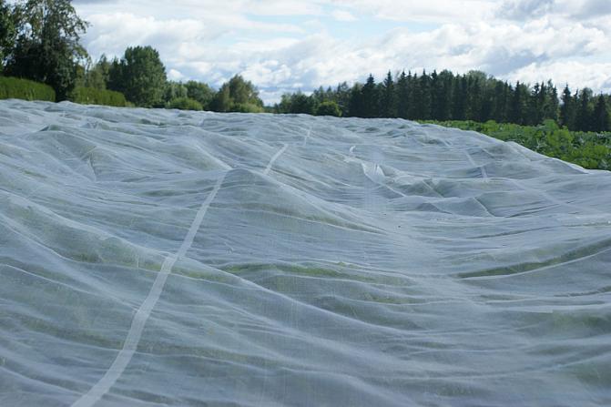 Insektnät på kålrotssorten Globus på Apetits försöksgård Räpi år 2012