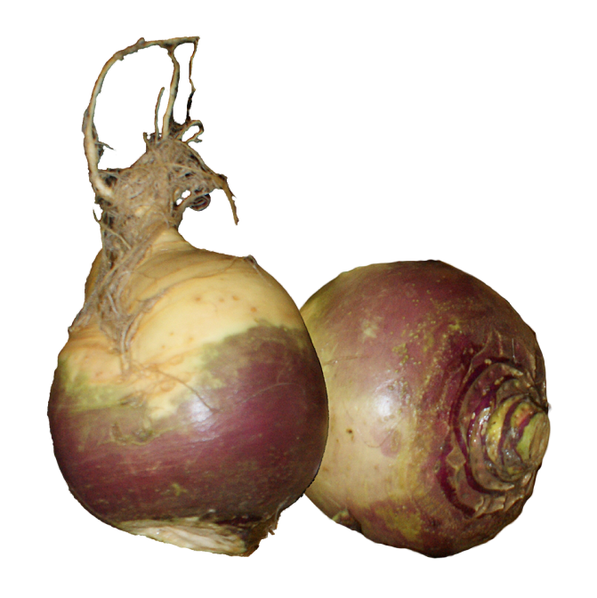 Kålrotssorten Magres har lila skal.