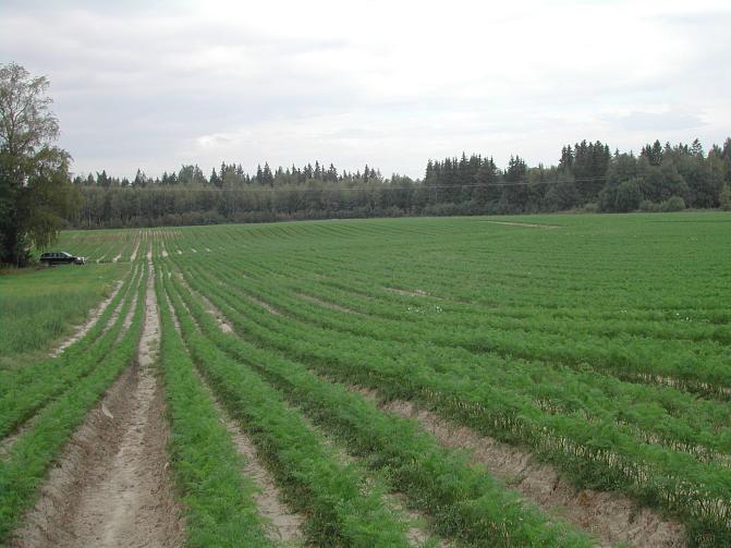 Odling i kupor, med tre kupor per bädd