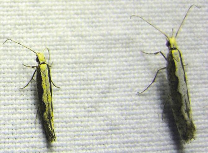 Vuxna kålmalar med den typiska vågiga gränslinjen mellan ett ljust och ett mörkt färgfält på framvingarna, som kan tolkas som ett band av ”diamanter”. 