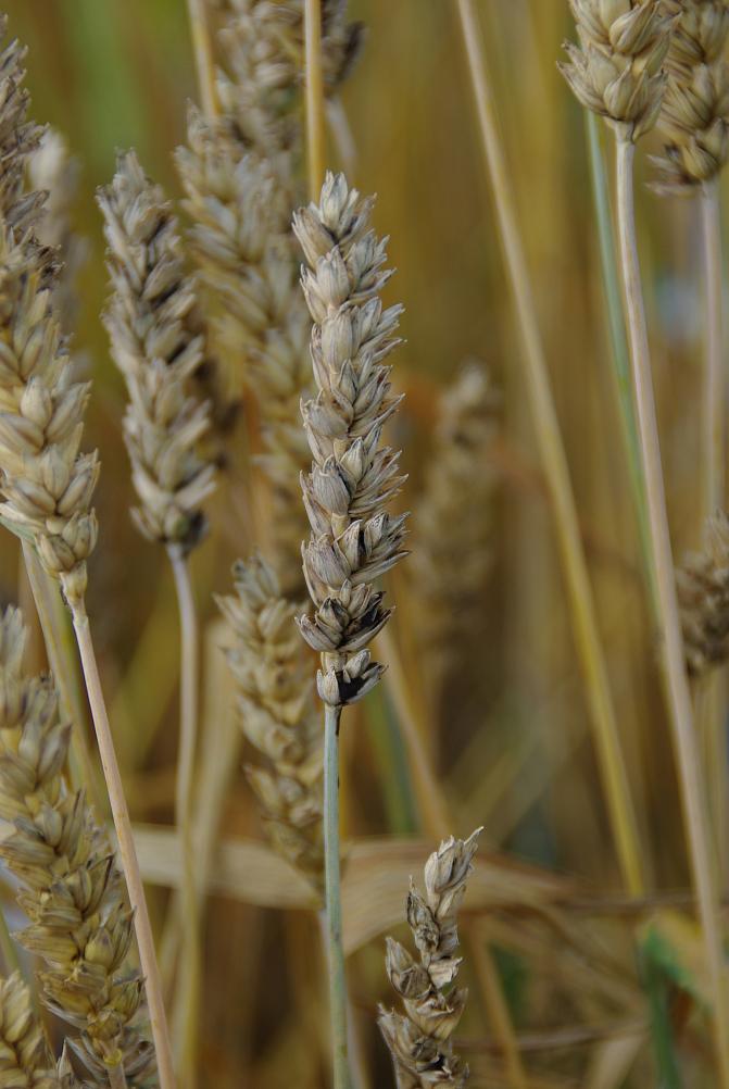 Haisunoen tartuttama tähkä