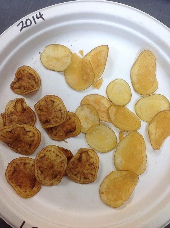 Liberibakteeri paistetussa perunassa