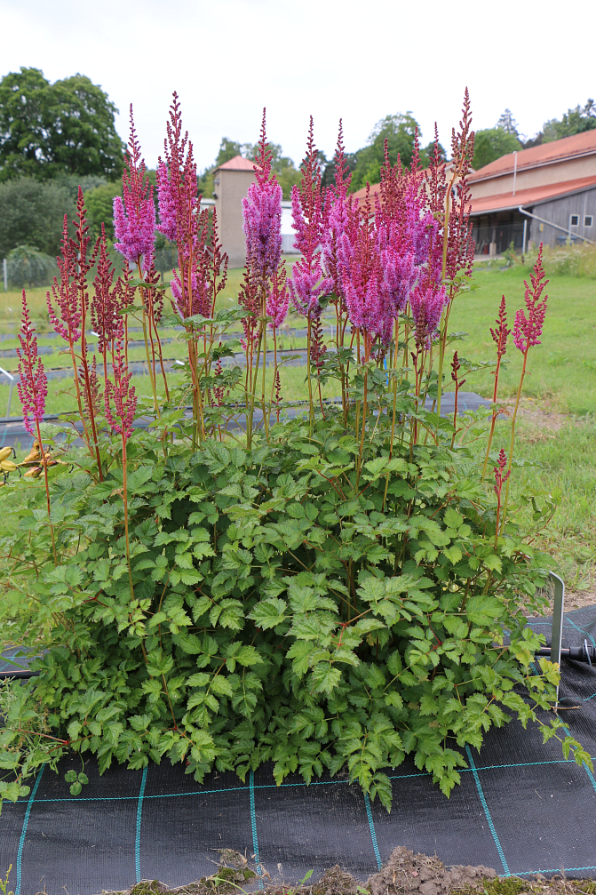 Isojaloangervo 'Purpurkerze'