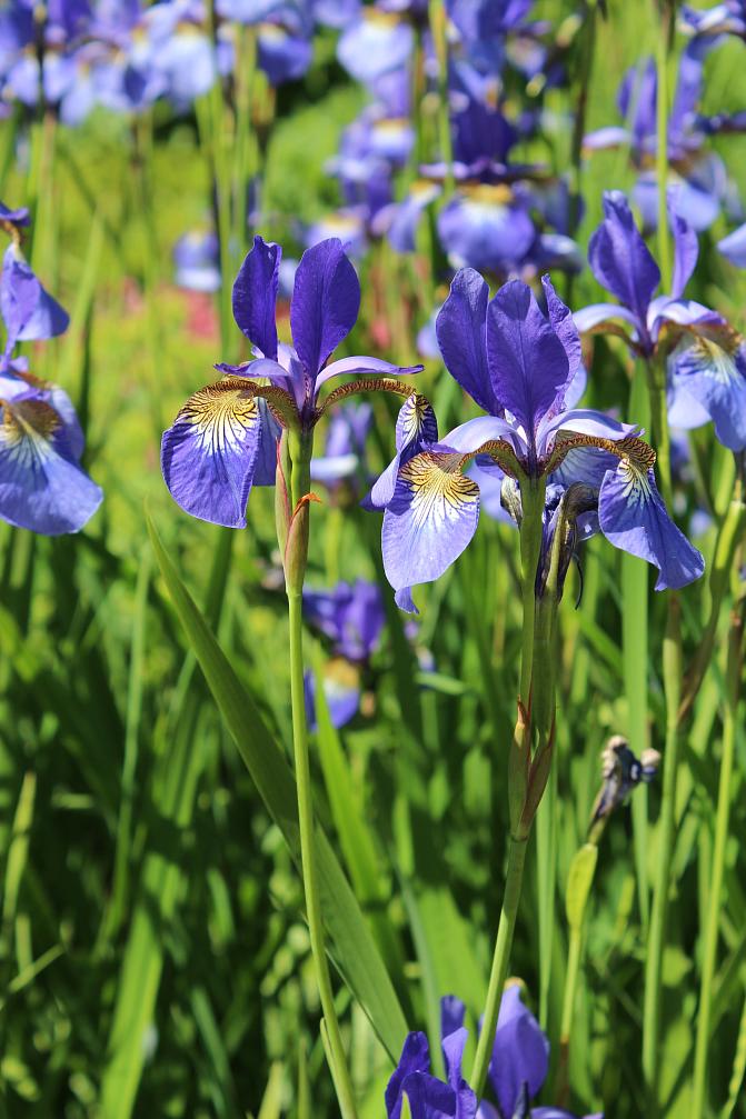 Siperiankurjenmiekka