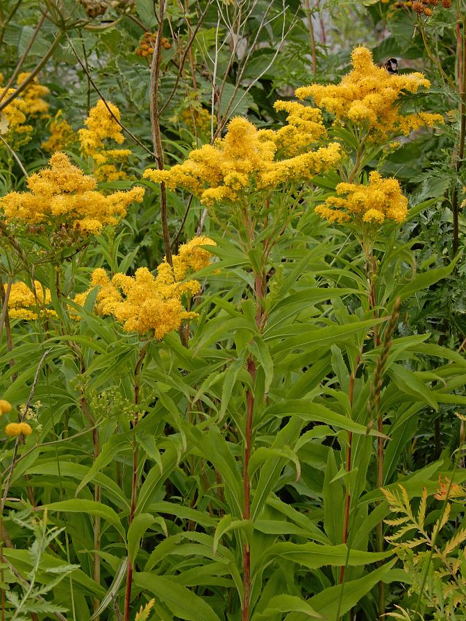 Kuvassa isopiiskukasvustoa