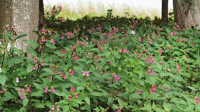 Kuvassa jättipalsamikasvustoa