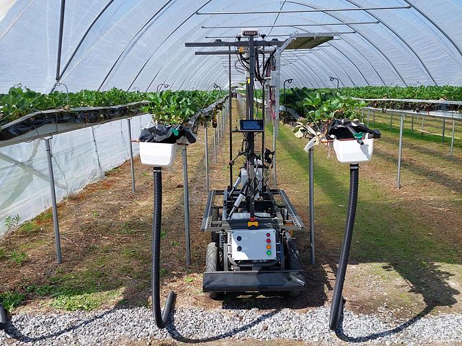 säteilytysrobotti mansikkatunnelissa