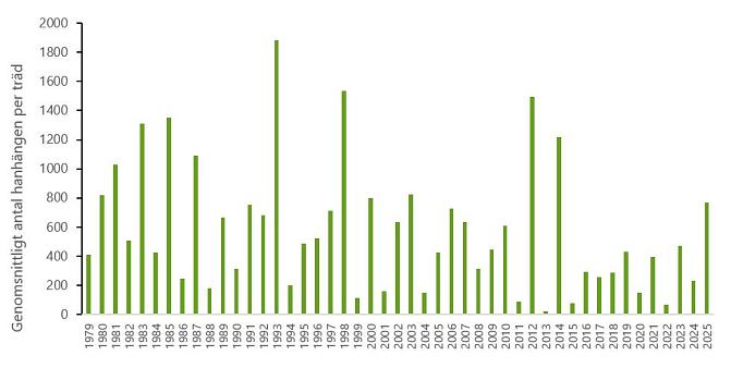 Figur 1. Björkblomningen varierar mycket från år till år. Figuren visar det genomsnittliga antalet hanhängen på björk per år i södra Finland 1979–2025. Pollen som frigörs från hanhängena orsakar allergiska symtom hos en del människor. 