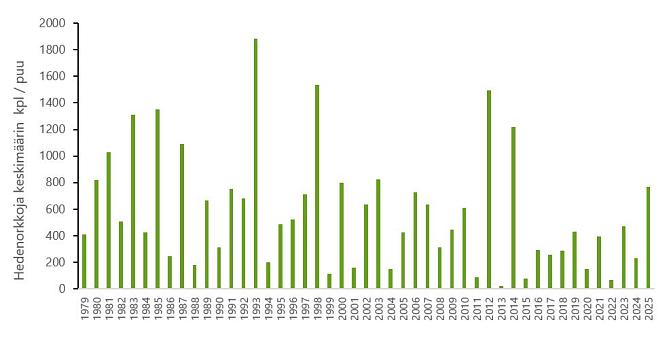 Kuvan graafi kuvaa hedenorkkojen määrää per puu. Aikajana on vuodesta 1979 vuoteen 2025. Vuonna 2025 määrä on suurimmillaan pitkään aikaan, noin 800 per puu.