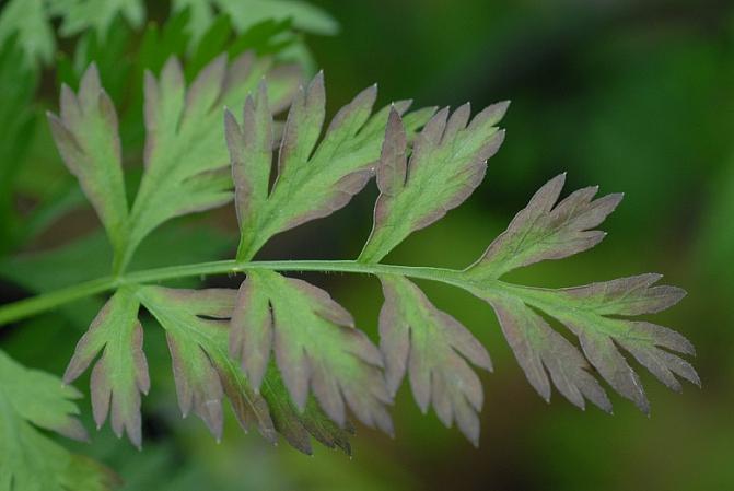 Liberibakteeri porkkanalla