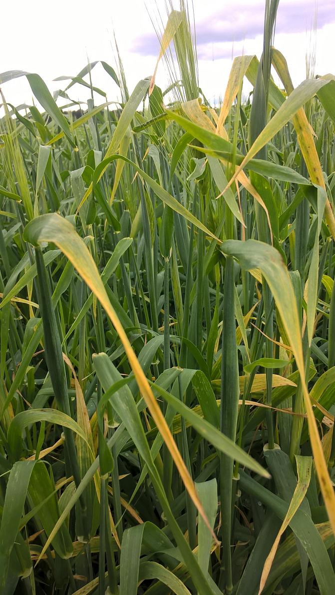 Kääpiökasvuviruksen oireita ohralla