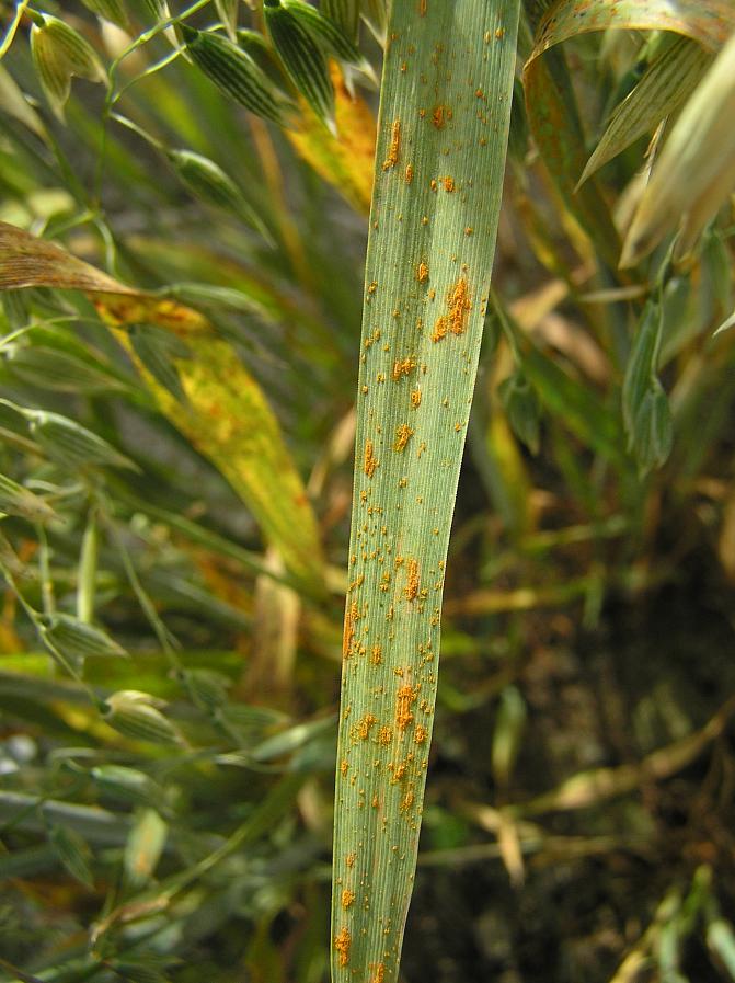 Rengasruosteen punaruskeita kesäitiöryhmiä