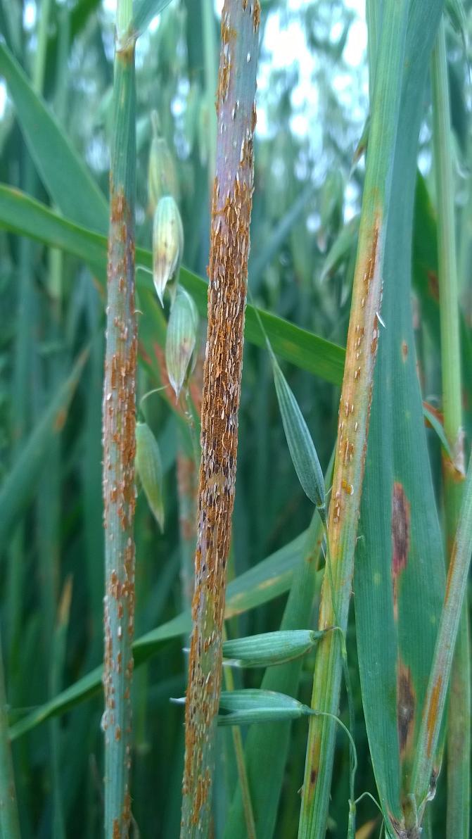 Mustaruosteen kesäitiöitä