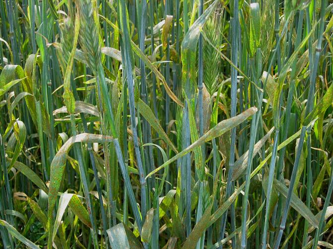 Ohranruosteen kesäitiöpesäkkeet ovat oranssinruskeita