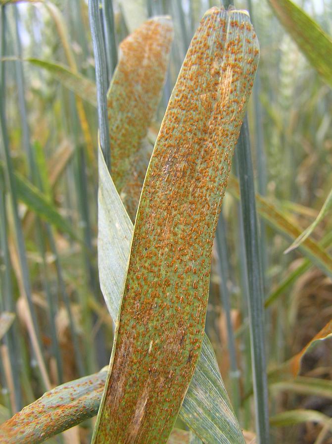 Ruskearuste peittää jo koko lehden