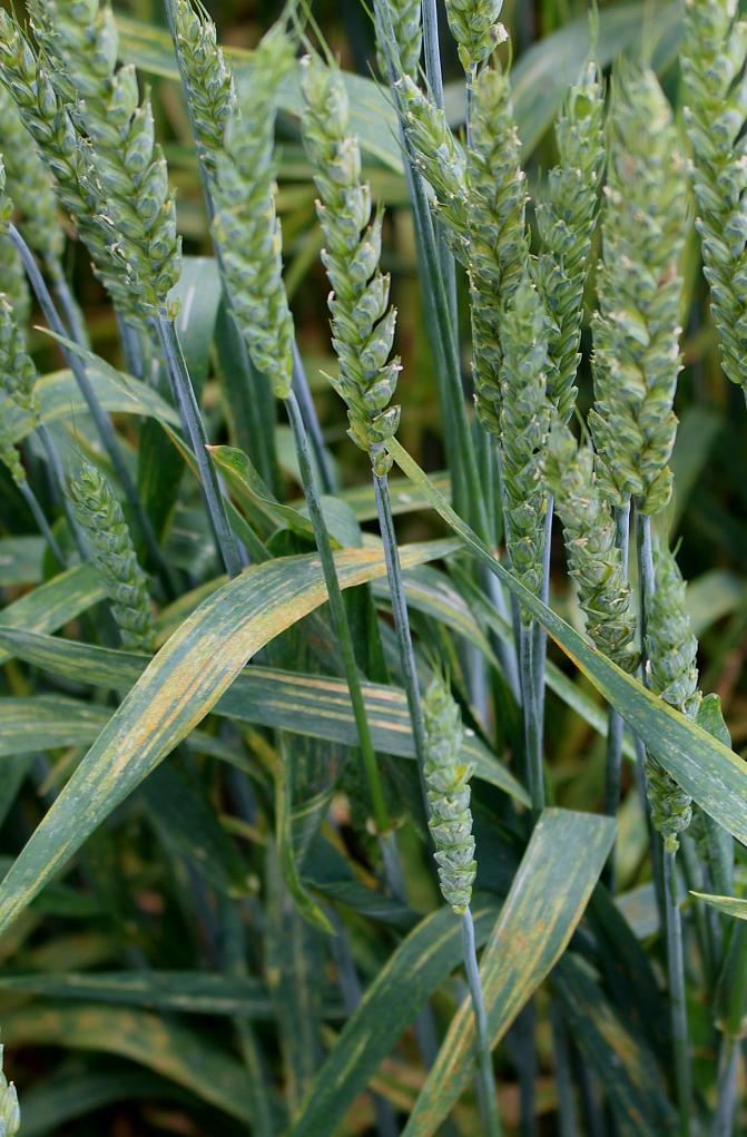 Voimakkaassa tartunnassa koko lehti voi olla keltainen 