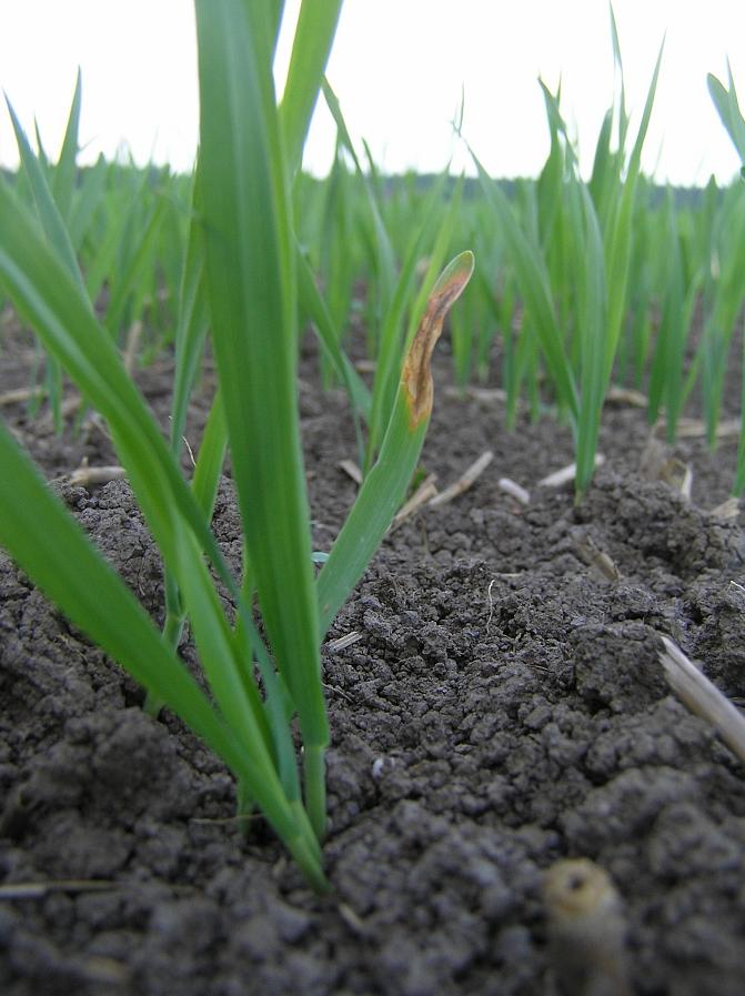 Siemenlevintäinen kauranlehtilaikku ensimmäisellä kasvulehdellä