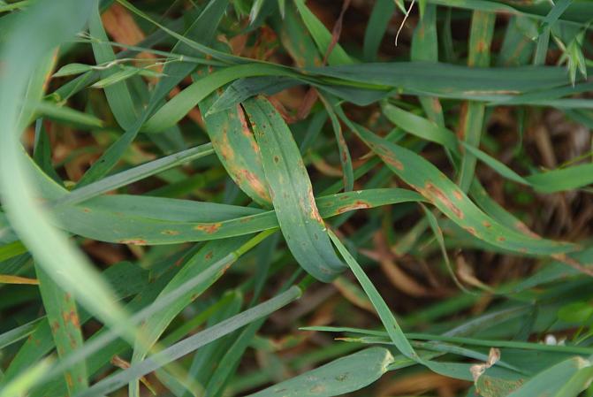 Kauranlehtilaikun punaruskeat laikut muuttuvat kasvaessaan epämääräisen muotoisiksi