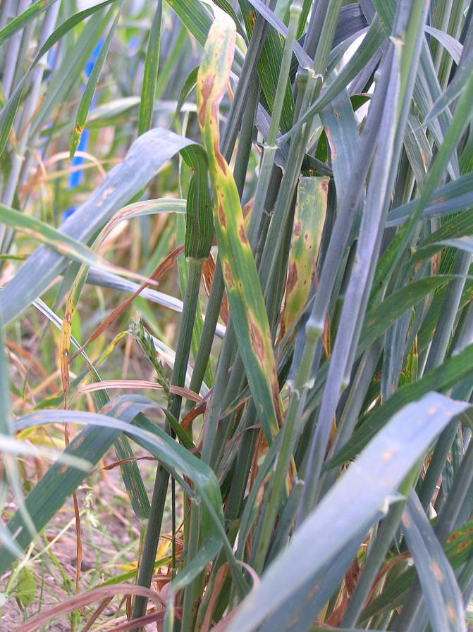 Kasvaessaan pistelaikku muistuttaa hieman ruskolaikkua