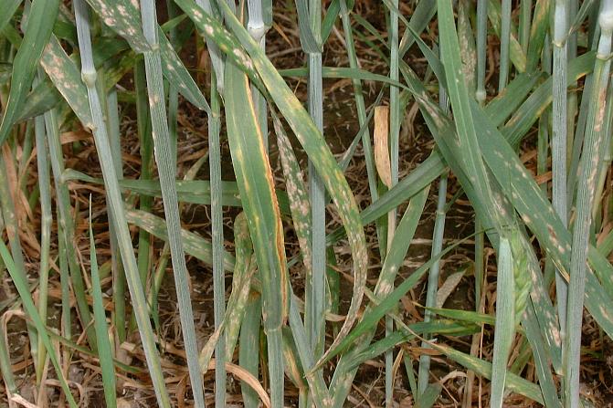 Härmää vehnällä