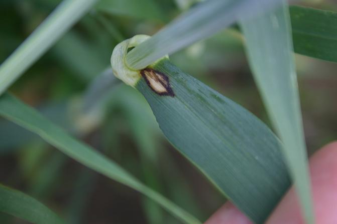 Ensimmäiset rengaslaikut tulevat yleensä lehden tyviosaan