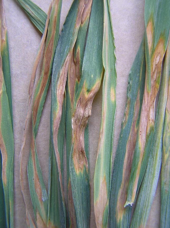 Regaslaikkua rukiilla