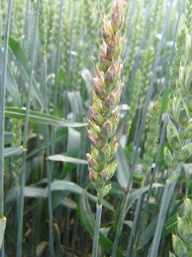 Ruskolaikkua vehnän tähkässä