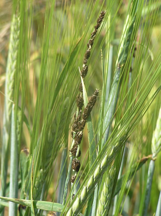 Lentonokisia tähkiä