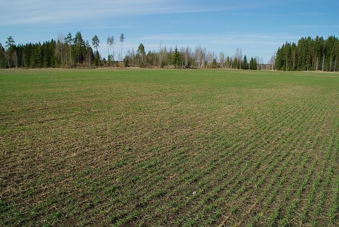 Lumihome voi tuhota syysviljoilla isoja alueita 