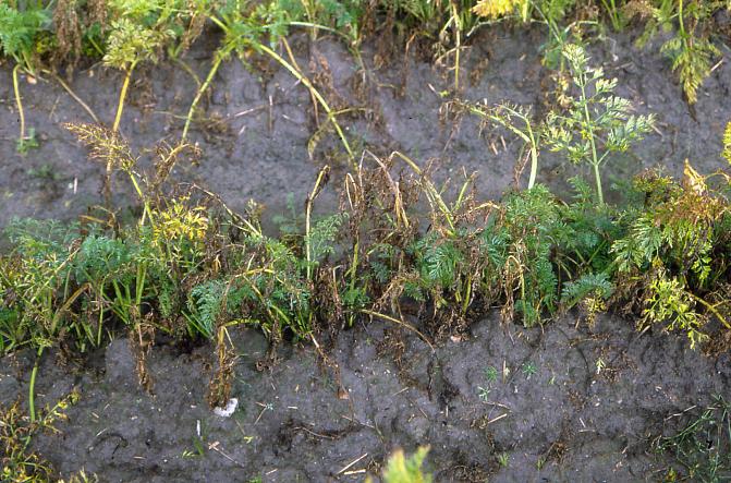 Porkkananlehtilaikun vioituksia loppukesällä