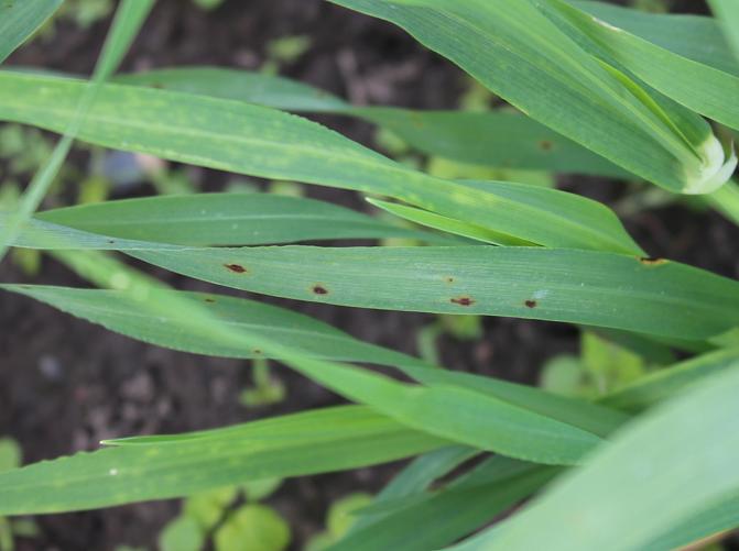 Ohran tyvi- ja lehtilaikun ensioireita
