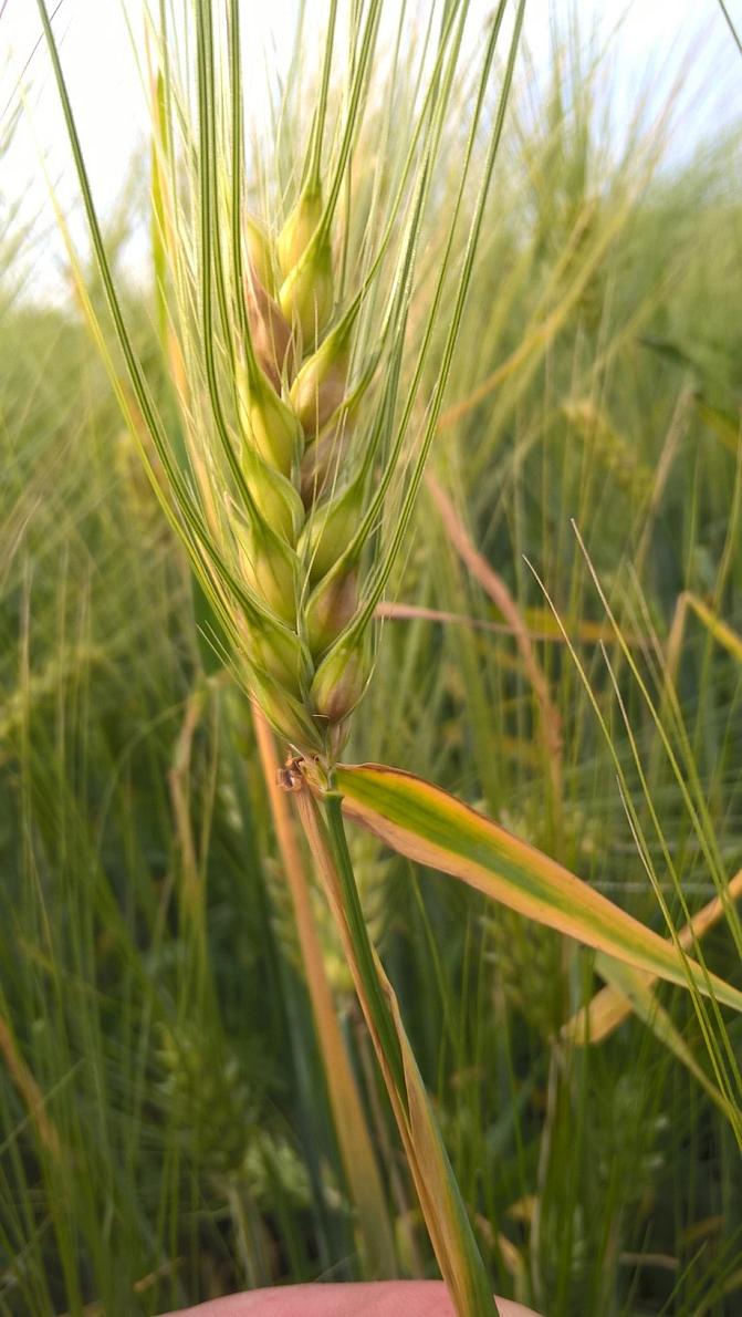 Punahome näkyy punertavina jyvinä ohran tähkässä
