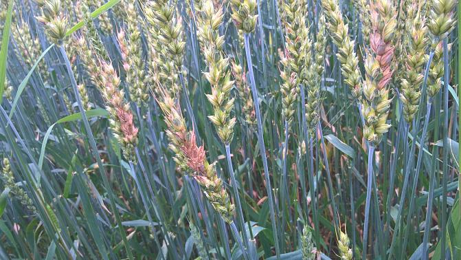 Punahometta vehnän tähkien keskiosassa