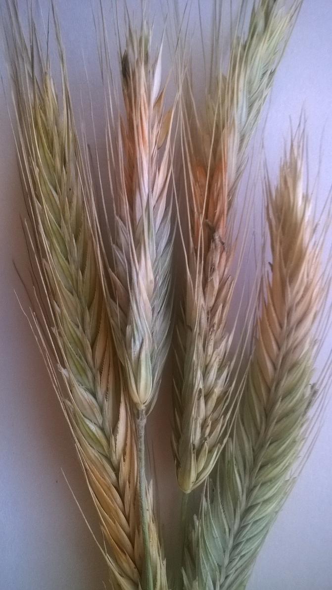 Punahomeen tartuttamia rukiin tähkiä