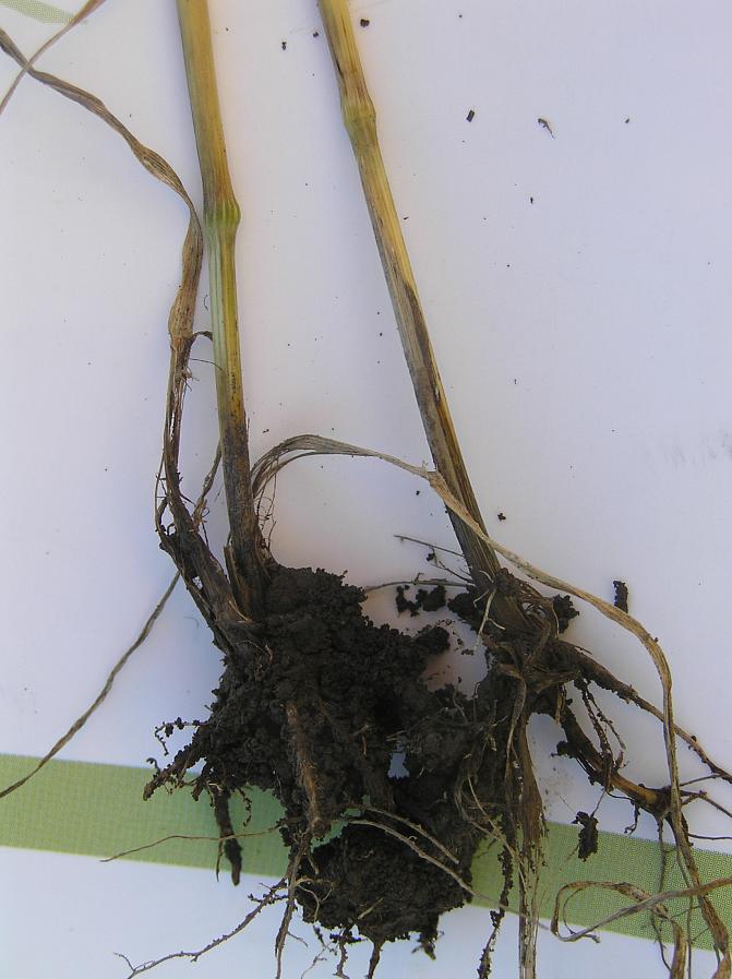 Mustatyvi tuhoaa vehnän tyven ja juuret